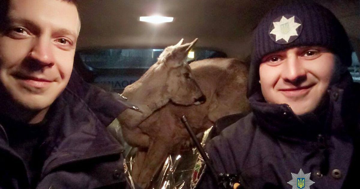 У Запоріжжі патрульні поліцейські врятували заблукалу косулю