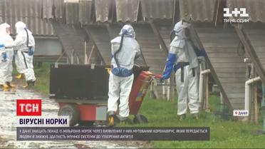 В Дании уничтожат более 15 миллионов норок через новый штамм коронавируса