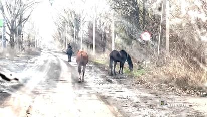 Из Авдеевки под обстрелами эвакуировали двух лошадей