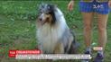 В Україні відкрили табір для дітей з вадами розвитку, ДЦП та аутизмом із залученням собак