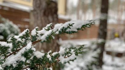 Ветка можжевельника в снегу