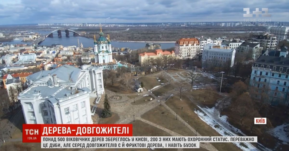 Легендарні дерева Києва: у столиці зробили інтерактивну мапу живих пам’яток