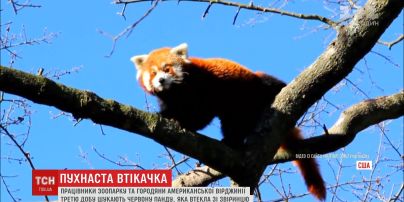 У пошуках Санні: у Вірджинії волонтери третю добу шукають зниклу панду