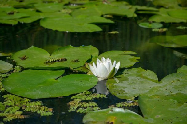21 июня утром листья кувшинки не поднимаются над водой – ждите дождя после обеда / © Unsplash