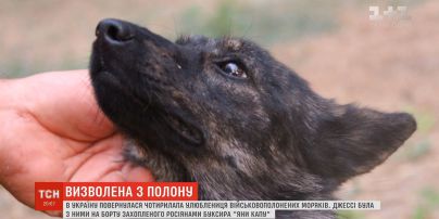 Собака Джессі, улюблениця моряків із захопленого буксира "Яни Капу", повернулась в Україну