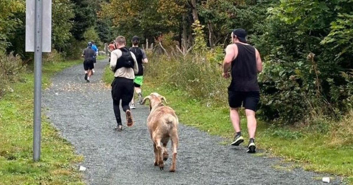 Козел пробіг марафон / Фото: Town of Conception Bay South/Facebook