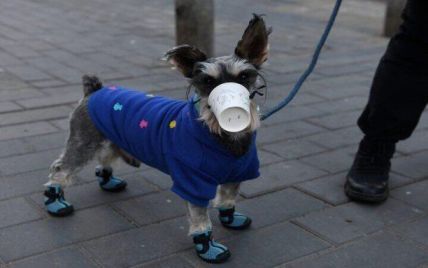 У Гонконгу через коронавірус на карантин помістили домашнього собаку