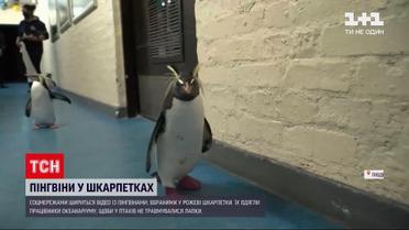 Новини світу: пінгвіни у рожевих шкарпетках – соцмережі підірвало кумедне відео
