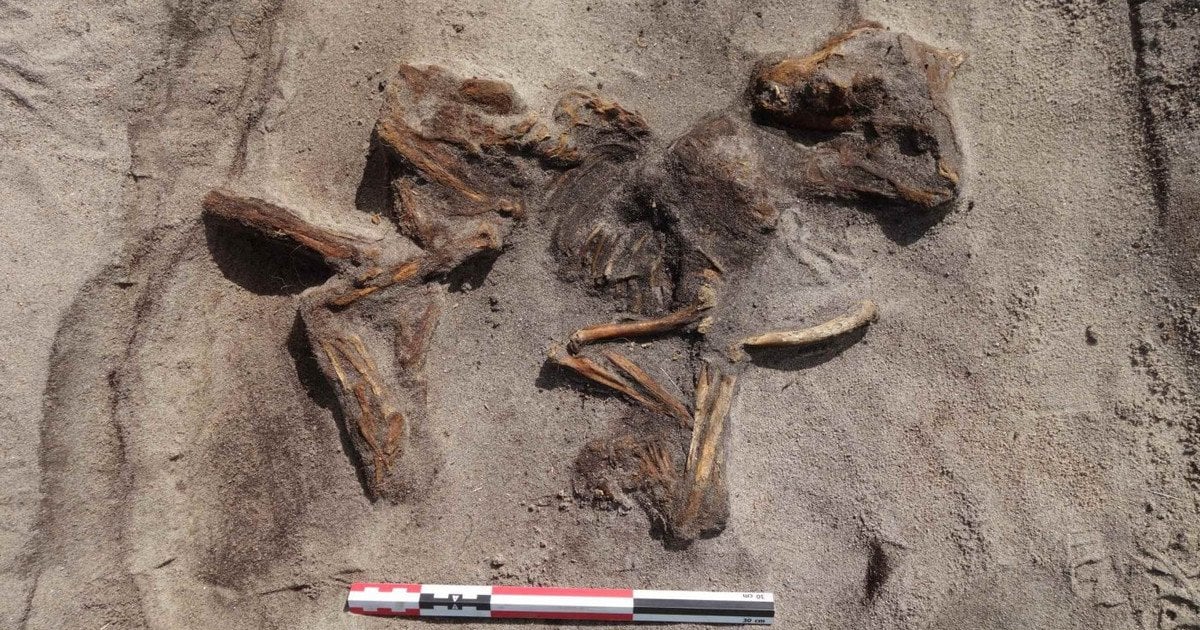 Поховання жінки-вікінга та собаки. Фото: Музей Арктичного університету Норвегії