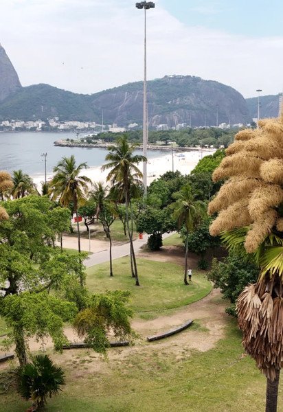 Пальми таліпот