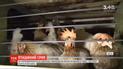 На Вінниччині утилізують 100 тисяч курей через спалах пташиного грипу