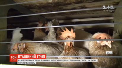 На Вінниччині утилізують 100 тисяч курей через спалах пташиного грипу