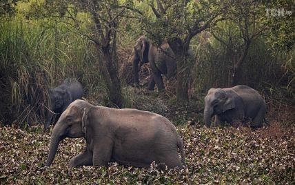 Експерти знайшли причину таємничої загибелі сотень слонів в Ботсвані