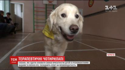 Які пси гідні бути лікарями для людей, визначали у Чернігові