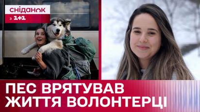 "Эта собака – моя семья": история волонтерки из Португалии Тиорды и маламута по кличке Бэби Дэвил