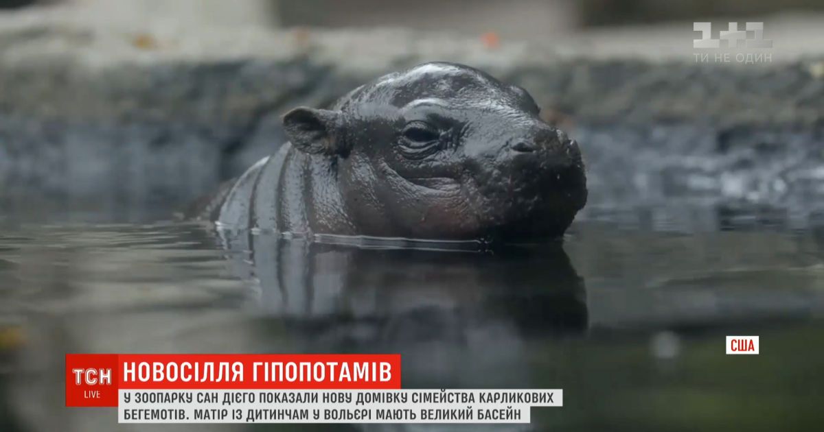 Карликовые гиппопотамы в американском зоопарке Сан-Диего празднуют новоселье