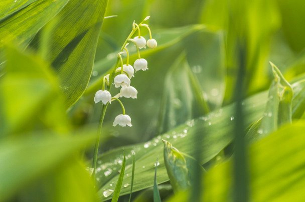 Народні прикмети 6 травня / © unsplash.com