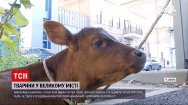 Новини України: зоологічна драма – як іноземка ледь не лишилась без житла через порося та теля