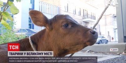 Новини України: зоологічна драма – як іноземка ледь не лишилась без житла через порося та теля