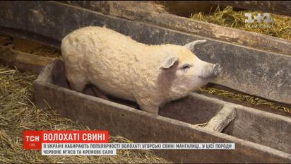 Волохаті свині: в Україні набувають популярності угорські мангалиці