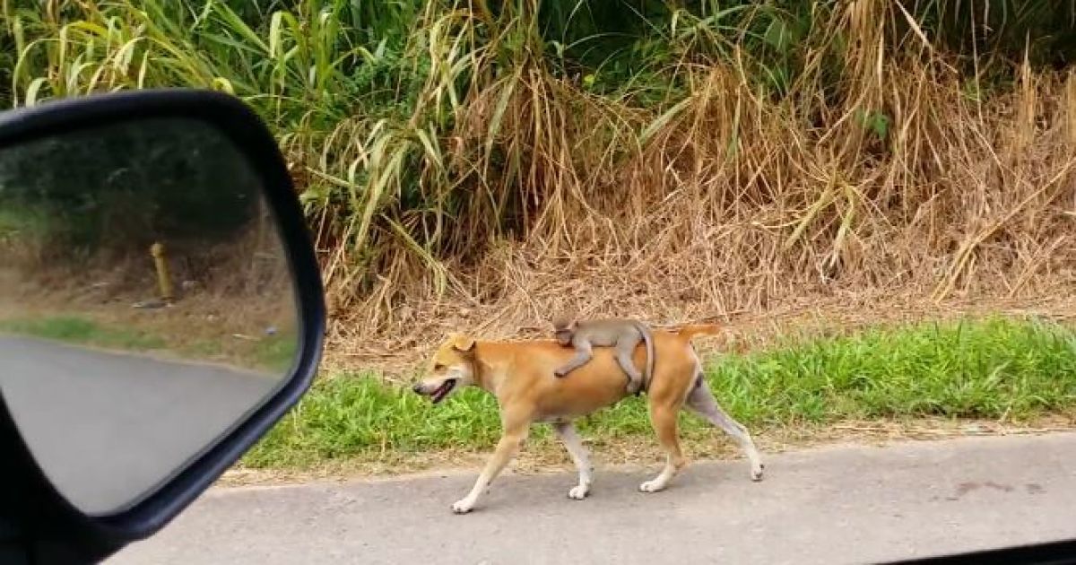 Собака возит обезьяну на своей спине