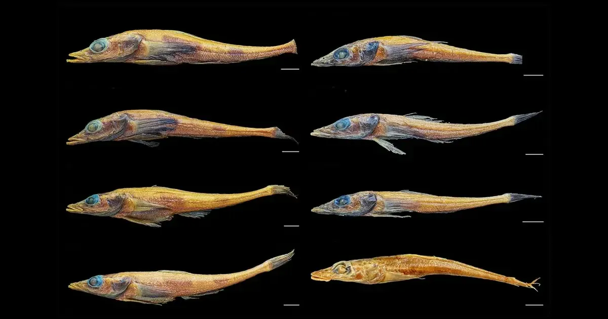 Akarotaxis gouldae (слева) по сравнению с Akarotaxis nudiceps (справа). Фото: Эндрю Корсо