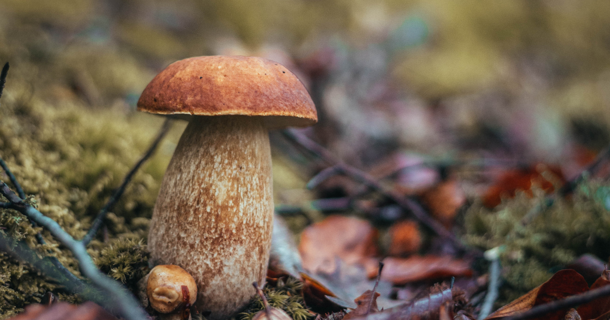 Де ростуть білі гриби в Україні