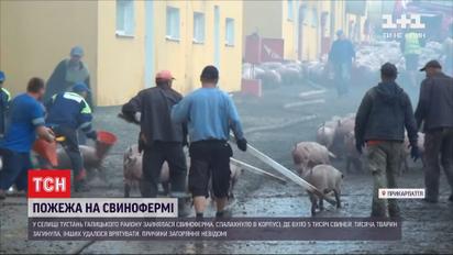 На Прикарпатті горіла свиноферма, тисяча тварин загинули