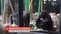 У чиказькому зоопарку показали маля горили