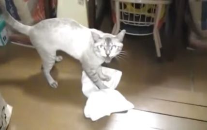 Кот-уборщик продемонстрировал на камеру, как он моет пол и "кричит" на хозяина