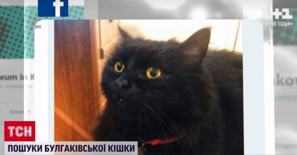 Музей Булгакова разыскивает свою пропавшую любимицу — черную кошку Марго