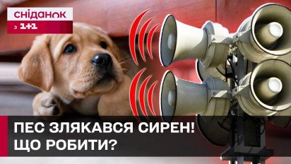 Стресс у собак! Как действовать, если питомец сбежал, испугавшись сирен? Советы кинолога