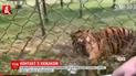 Посетитель зоопарка разозлил тигра, пытаясь достать мобильный с его клетки