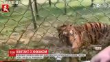 Посетитель зоопарка разозлил тигра, пытаясь достать мобильный с его клетки