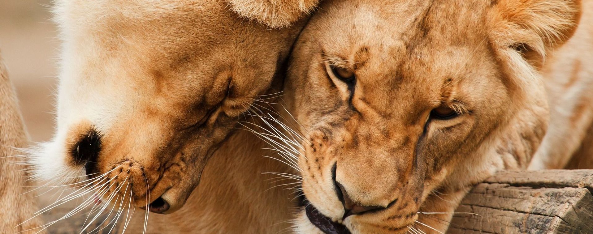 У Танзанії леви напали на групу дітей: є загиблі