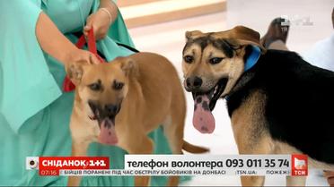 Собачки Лола и Майк ищут заботливых хозяев