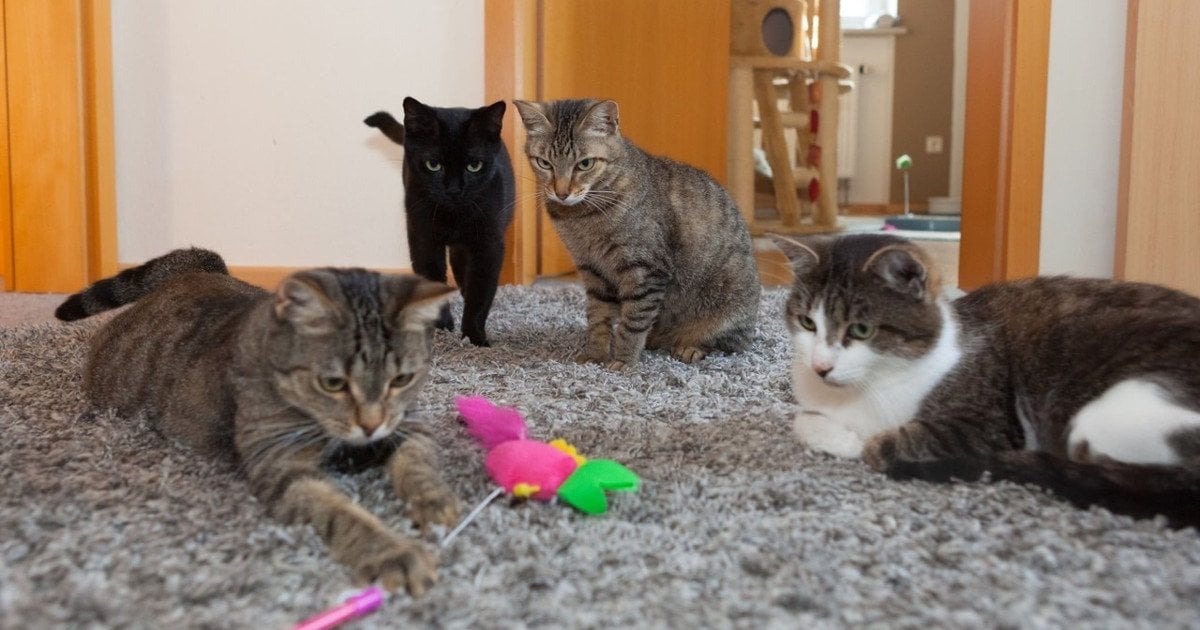 Коты