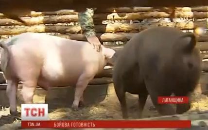 Бойцы АТО к празднику планируют зарезать свиней "Кабаеву" и "Путина"