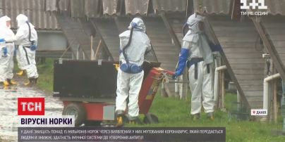 У Данії знищать понад 15 мільйонів норок через новий штам коронавірусу