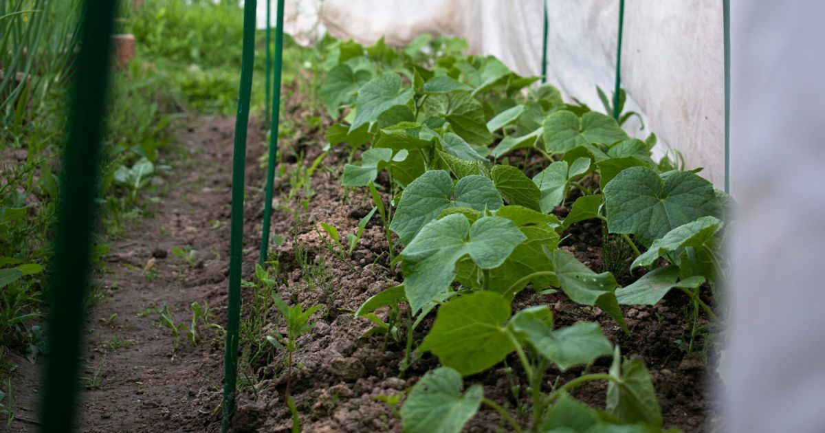 Які умови потрібні для вирощування огірків