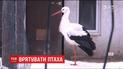 В Украине люди спасают все больше раненых птиц