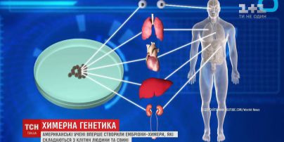 Учені провели скандальне дослідження, поєднавши клітини людини і свині