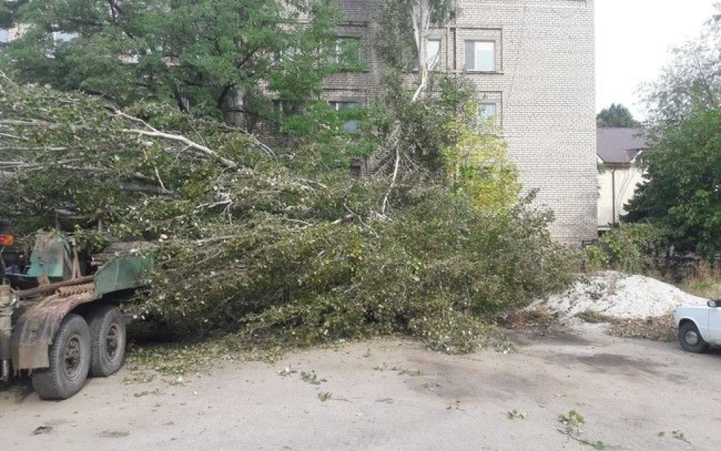 В Запорожье на авто упал огромный тополь / © z-city