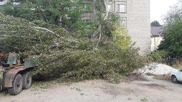 В Запорожье на авто упала коренастая тополь / © z-city