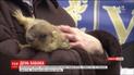 Харківський бабак-віщун напророчив Україні ранню весну