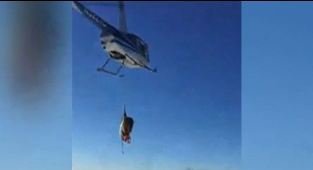 У США лосів перевозили на гелікоптері у спеціальному кріплені