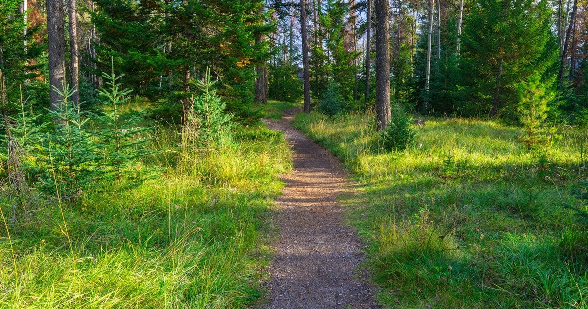 Лісопосадка