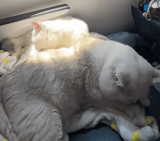 Коти в літаку