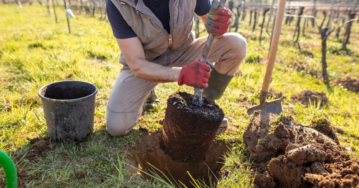 Коли садити дерева навесні