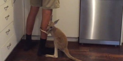 Крошечный кенгуру насмешил юзеров нежными объятиями, требуя молока